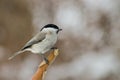 Marsh Tit - Parus palustris