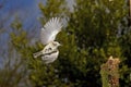 Marsh Tit, parus palustris, Adult in Flight, Normandy