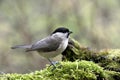 Marsh Tit, parus palustris, Adult standing on Moss, Normandy