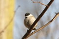 Marsh tit - Parus palustris in the forest