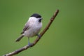 Marsh Tit - Parus palustris