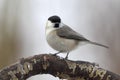 Marsh Tit (Parus palustris)