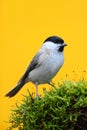 Marsh Tit, Parus palustris, songbird sitting on the nice lichen tree branch with, little bird in nature forest habitat, clear ora