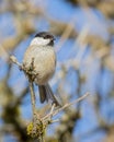a marsh tit perched on a branch Royalty Free Stock Photo