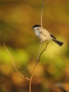 Marsh Tit (Poecile palustris) Royalty Free Stock Photo