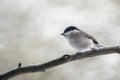 Marsh tit Poecile palustris on on a branch, a small passerine Royalty Free Stock Photo