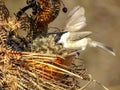 Marsh Tit Poecile palustris eats sunflower seeds in a bright January day