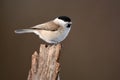 Marsh tit Poecile palustris frequent visitor in winter on a feeder. Royalty Free Stock Photo