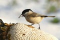 Marsh tit ,Poecile palustris, and its sunflower during winter birdwatching Royalty Free Stock Photo
