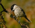 The marsh tit. Poecile palustris Royalty Free Stock Photo