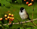 The marsh tit. Poecile palustris Royalty Free Stock Photo