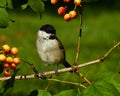 The marsh tit. Poecile palustris Royalty Free Stock Photo