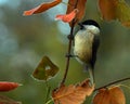 The marsh tit. Poecile palustris Royalty Free Stock Photo