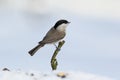 The marsh tit Poecile palustris