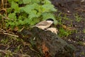 Marsh Tit, Poecile palustris, perched on a fallen log Royalty Free Stock Photo