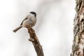 Marsh Tit poecile palustris resting on a branch