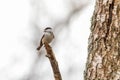 Marsh Tit poecile palustris resting on a branch Royalty Free Stock Photo