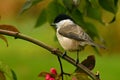 The marsh tit. Poecile palustris Royalty Free Stock Photo