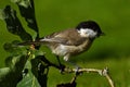 The marsh tit. Poecile palustris Royalty Free Stock Photo