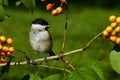 The marsh tit. Poecile palustris Royalty Free Stock Photo