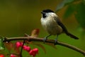 The marsh tit. Poecile palustris Royalty Free Stock Photo