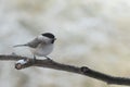 Marsh tit Poecile palustris, a small passerine bird closely re