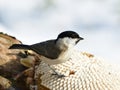 Marsh tit ,Poecile palustris, and its sunflower during winter birdwatching Royalty Free Stock Photo