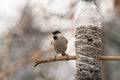 Close up of Marsh tit Poecile palustris Wildlife photo