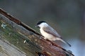 Marsh Tit (Poecile/Parus palustris)