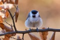 Marsh Tit resting on a branch Royalty Free Stock Photo