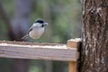 Marsh Tit with a seed in it`s beak Royalty Free Stock Photo