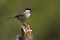 marsh tit standing on a branch Royalty Free Stock Photo