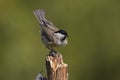 Marsh tit standing on a branch Royalty Free Stock Photo