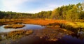 Aerial view on forest and swamp in Celestynow in Poland