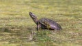 a marsh turtle climbed onto a snag