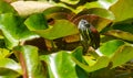 Marsh turtle on water lily leaves Royalty Free Stock Photo