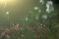 Marsh with typical plants Royalty Free Stock Photo