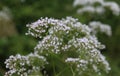 marsh valerian or Valeriana dioica, blooming in spring