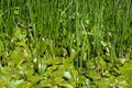 Marsh vegetation Royalty Free Stock Photo