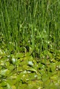 Marsh vegetation Royalty Free Stock Photo