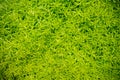 Marsh vegetation - moss green