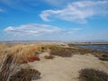 A marsh view of San Francisco Bay