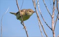 Marsh Warbler perched on tiny twigs with interested look