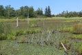 A marsh or wetland with duckweed or lilypads and marsh grass with dead trees and a beaver lodge Royalty Free Stock Photo