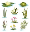 Marsh and wetland plants collection. Hand drawn botanical set. Reed, water lily, cane and carex. Swamp flora and fauna Royalty Free Stock Photo