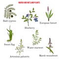 Marsh and wetland plants collection