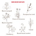 Marsh and wetland plants collection