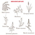 Marsh and wetland plants collection