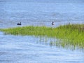 Pelicans floating in the marsh and wetlands along Shem Creek in Charleston, South Carolina Royalty Free Stock Photo