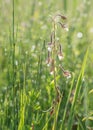 Marsh wildflower at early morning, grass with dew drops and light flares Royalty Free Stock Photo